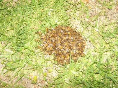 Bees - Pests or Pals? Image
